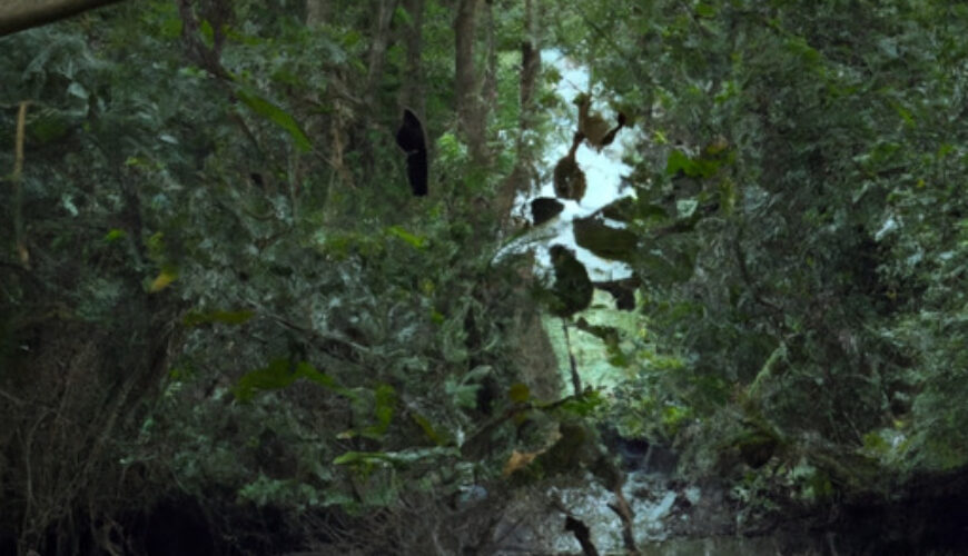 Andaman's Lush Green Forests