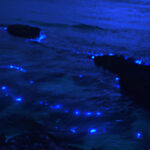 Bioluminescence in Andaman's Night Sea