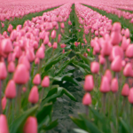 Which tulip field is best