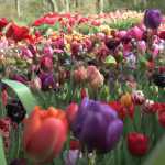 What is the best time to visit tulip garden in Kashmir?